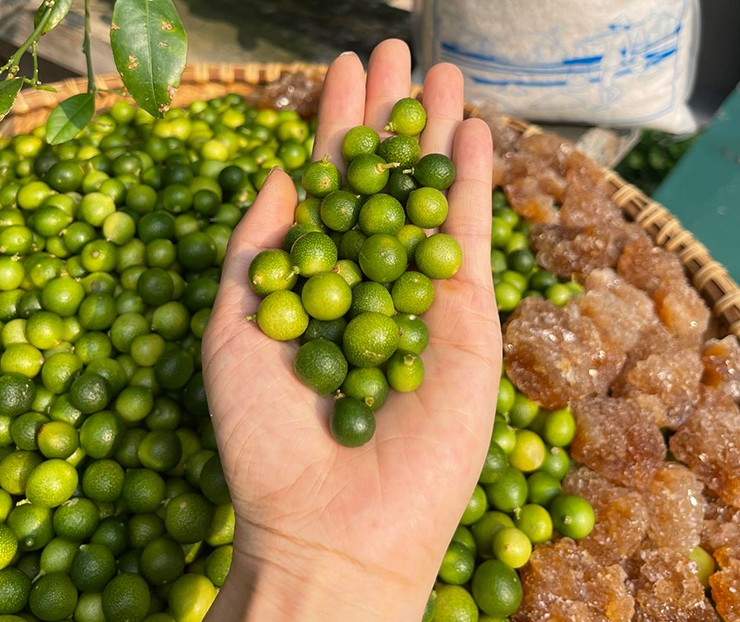 Thời điểm này, khi thời tiết bắt đầu chuyển lạnh là lúc quả chanh rừng Mẫu Sơn vào mùa.
