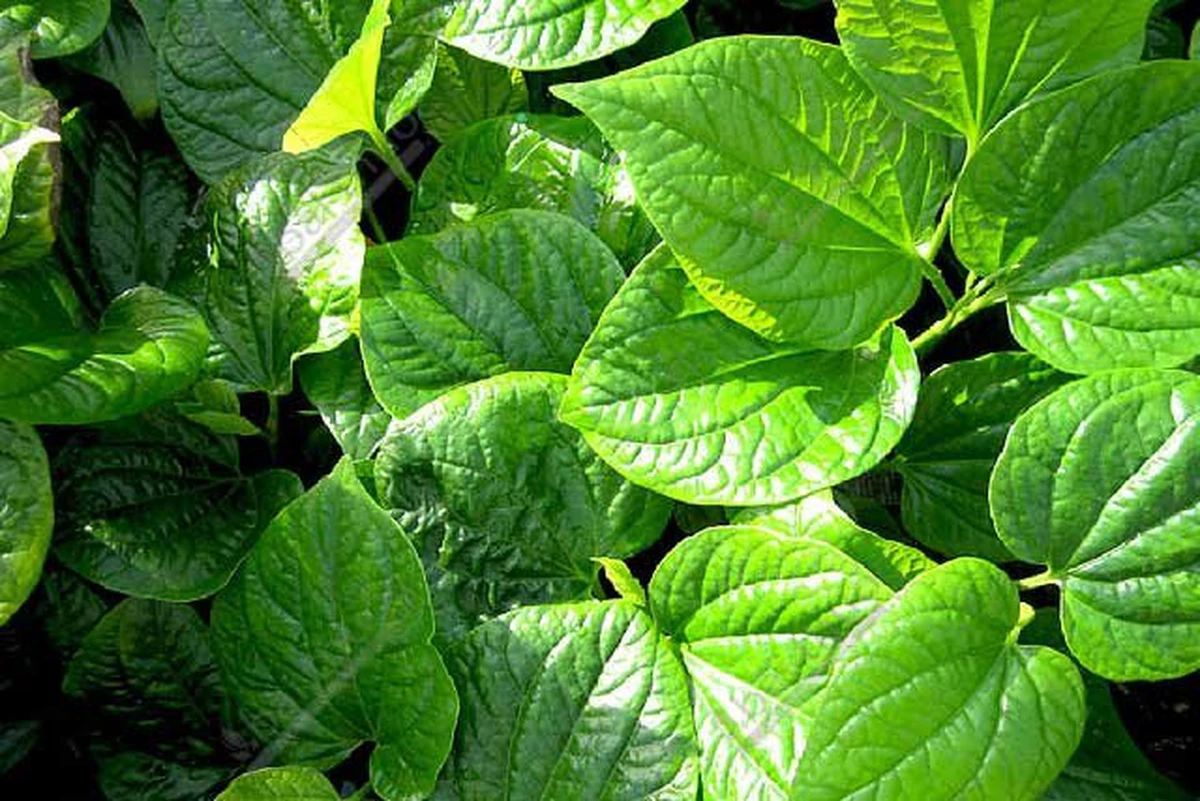  Lá lốt - Cây thuốc quý trong vườn nhà