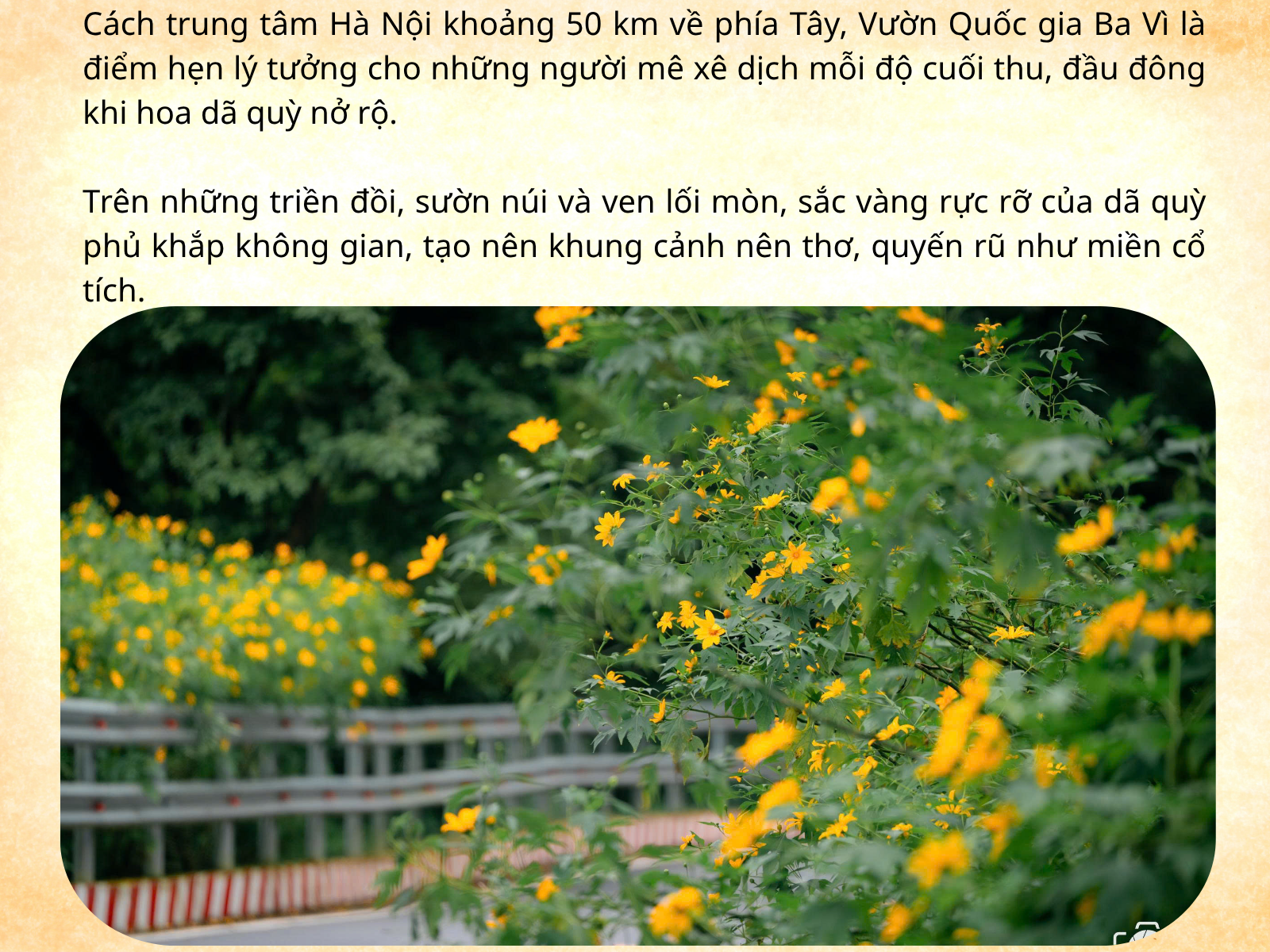 Thiên đường hoa dã quỳ đẹp mê, chỉ cách Hà Nội 50km - 3