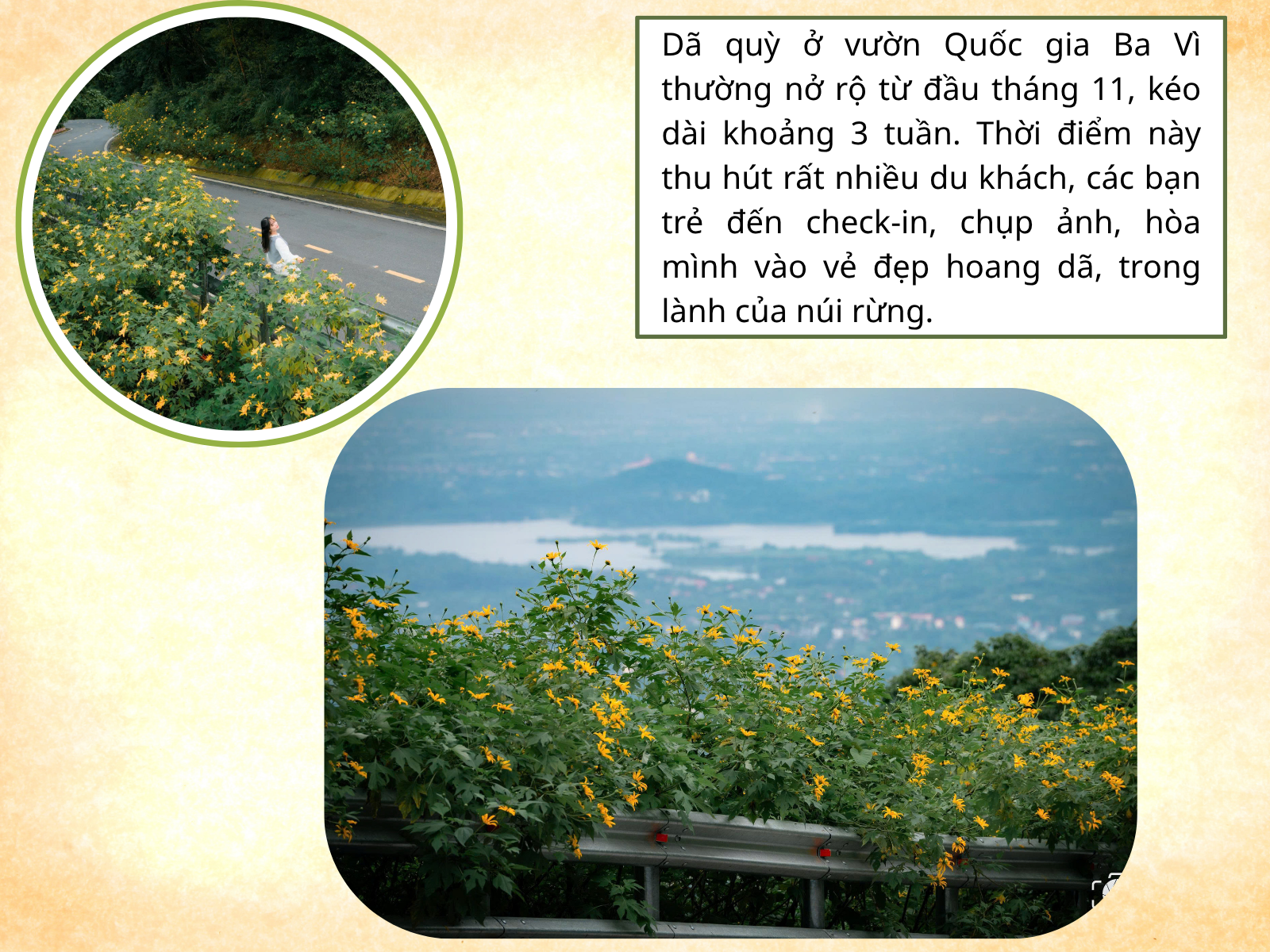 Thiên đường hoa dã quỳ đẹp mê, chỉ cách Hà Nội 50km - 5