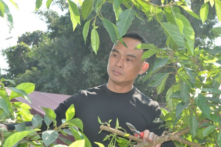 Từ cây quen thuộc tới cây cảnh tiền tỷ