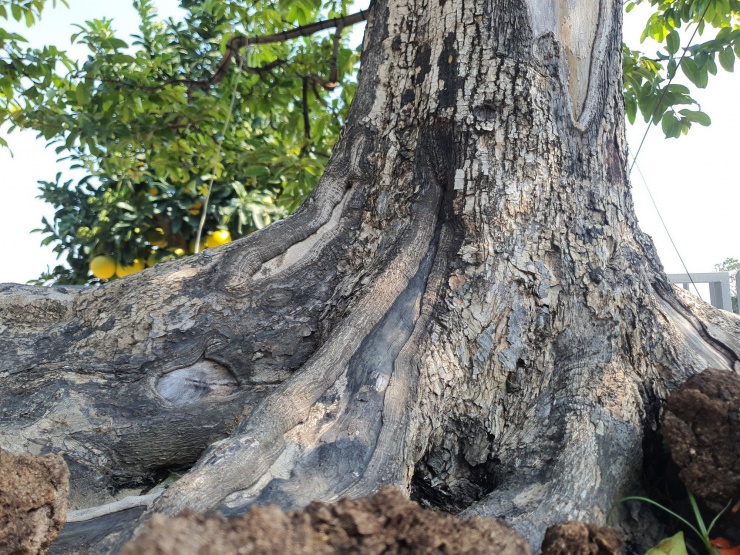 Cây thị cảnh có bộ rễ lộ căn, trắng xoá như hoá thạch.