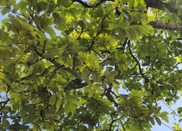 Cây tiền tỷ này lá xanh mướt, tựa như có thể che hết toàn bộ nắng mưa cho thân.