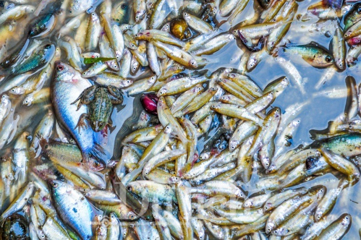 Mỗi năm mùa đem con nước về, rồi lại rút, để lại lớp phù sa mới trên đồng ruộng và trong lòng người ở, người đi, những dư âm sâu đậm về một miền quê hiền hòa.