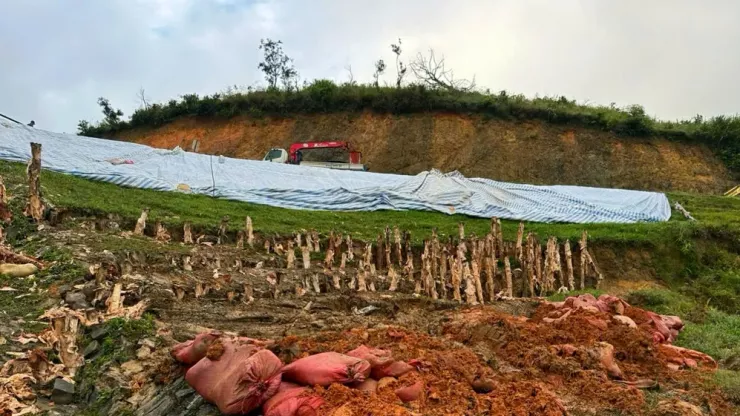 Nhiều vị trí đã được đóng cừ gia cố. Ảnh chụp sáng 8-11.