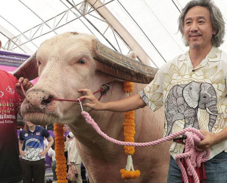 Con trâu có màu hiếm thấy, từng đạt giải ở nhiều cuộc thi đã được chủ một trang trại mua lại.