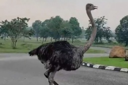 Số phận của con đà điểu xổng chuồng lao vun vút giữa đường phố TP HCM