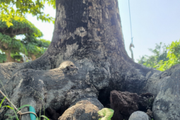 Thị trường - Tiêu dùng - “Báu vật” trong vườn: Cây cảnh u cục được trả 2 tỷ nhưng chủ chê “chưa tới giá”