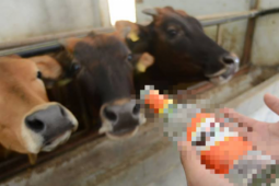 Người đàn ông trộm 10 con bò của hàng xóm bán lấy tiền tặng "gái lạ" và cái kết