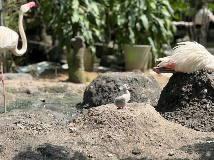 Những &#39;bé&#39; thú quý hiếm chào đời ở Thảo Cầm Viên Sài Gòn - 1