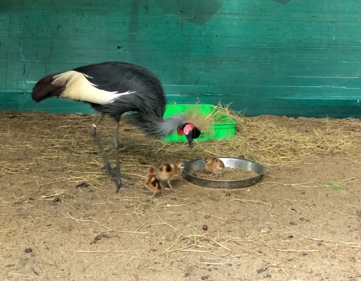 Ba chú sếu vương miện được sinh ra ở Thảo Cầm Viên. Đây là lứa sếu nở thành công đầu tiên, đánh dấu một bước tiến quan trọng trong công tác bảo tồn loài ngoại nhập của vườn thú trăm tuổi này (ảnh: TCV)