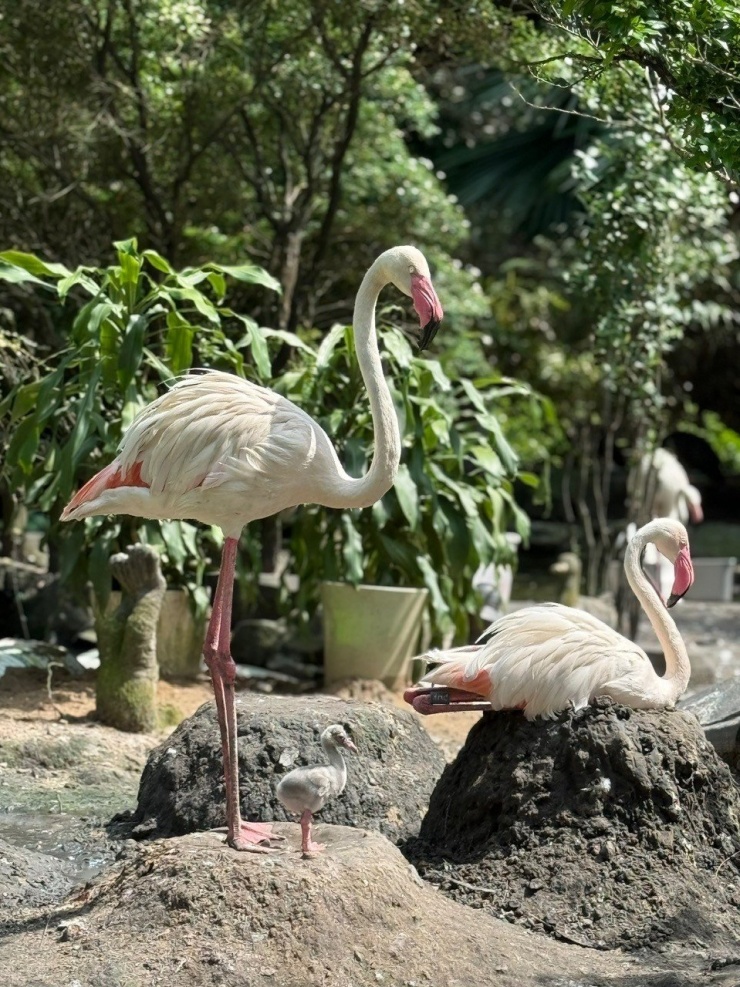 "Bé" hồng hạc đã được một tháng tuổi vô cùng đáng yêu (ảnh: TCV)