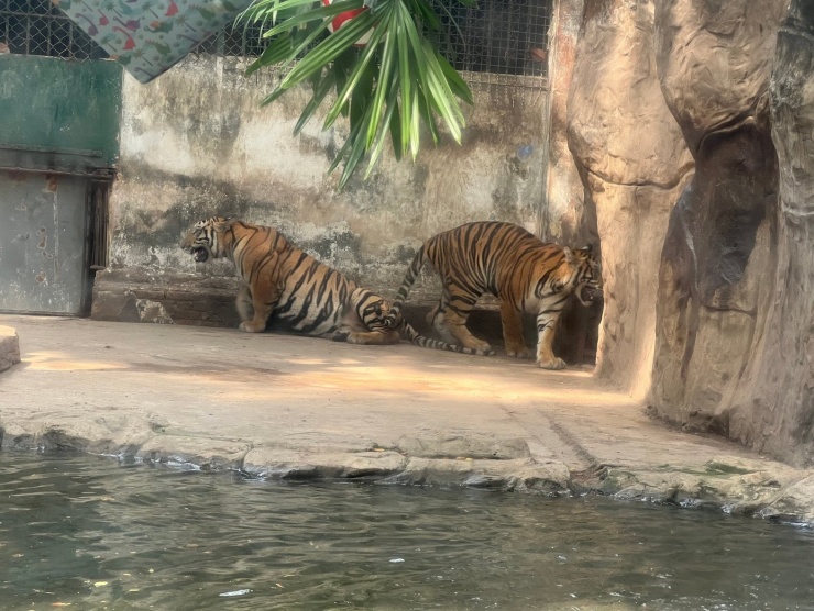 Hai anh em sinh đôi Bình - Dương chào đời năm 2023 ở Thảo Cầm Viên. Sự kiện là một thành công của chương trình phối hợp giữa hai đơn vị trong công tác cứu hộ và nhân giống bảo tồn loài hổ Bengal