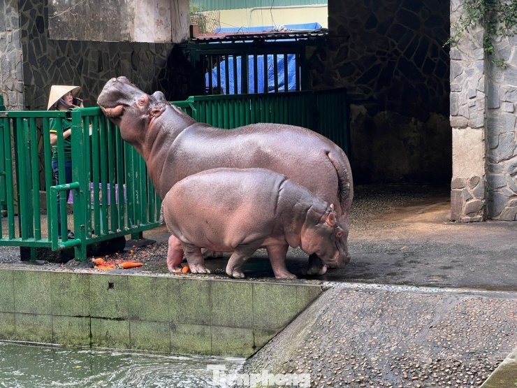 Hà mã Ca - "hoàng tử" khu hồ nước. Hình ảnh bé Ca khi tròn một tuổi lúc nào cũng quấn quýt bên ba mẹ