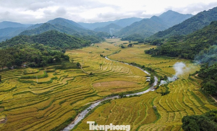 Vàng rực cánh đồng lúa nếp Cay Nọi mỗi năm chỉ có một lần - 1