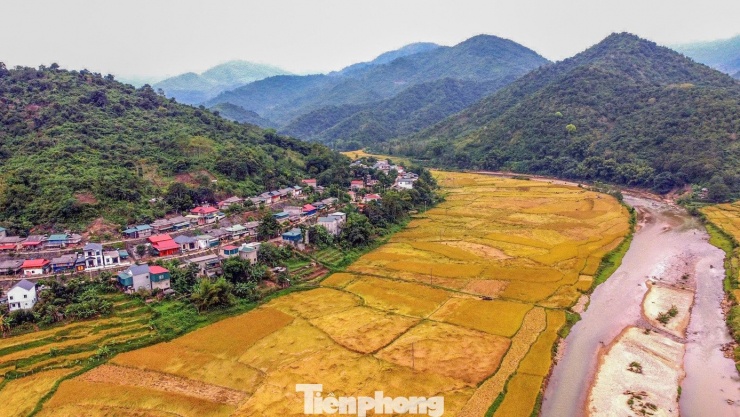 Vàng rực cánh đồng lúa nếp Cay Nọi mỗi năm chỉ có một lần - 4