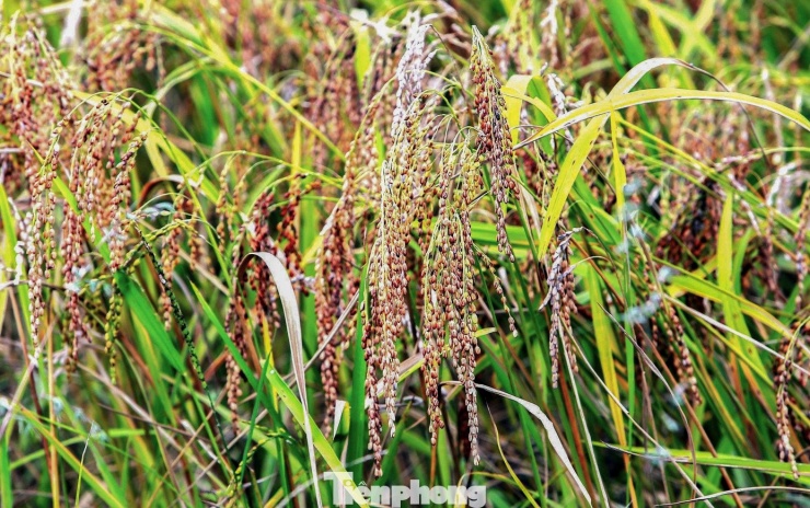 Vàng rực cánh đồng lúa nếp Cay Nọi mỗi năm chỉ có một lần - 2