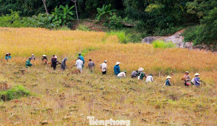 Vàng rực cánh đồng lúa nếp Cay Nọi mỗi năm chỉ có một lần - 3