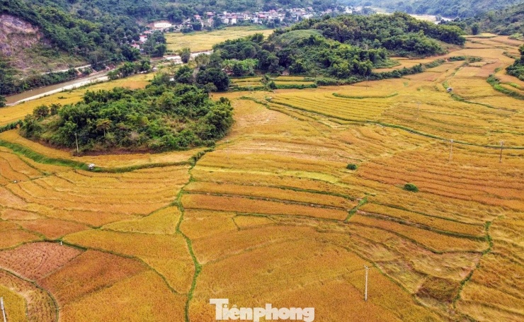 Vàng rực cánh đồng lúa nếp Cay Nọi mỗi năm chỉ có một lần - 8