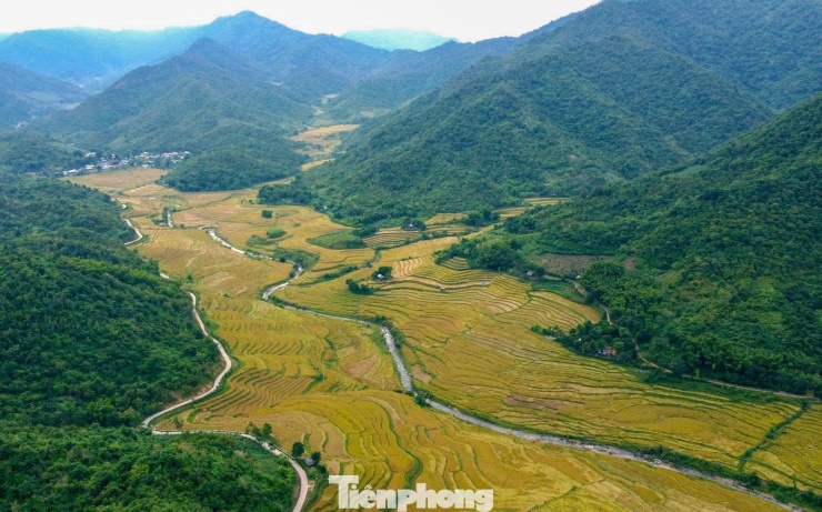 Vàng rực cánh đồng lúa nếp Cay Nọi mỗi năm chỉ có một lần - 6