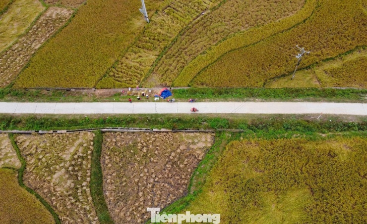 Vàng rực cánh đồng lúa nếp Cay Nọi mỗi năm chỉ có một lần - 5