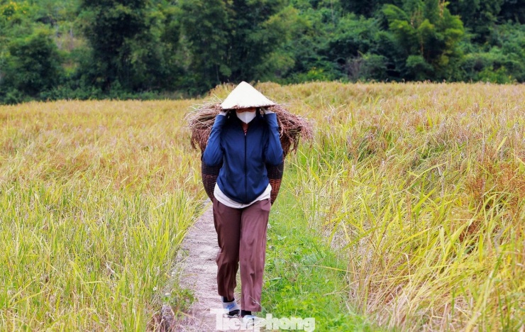 Vàng rực cánh đồng lúa nếp Cay Nọi mỗi năm chỉ có một lần - 7