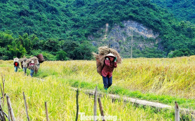 Vàng rực cánh đồng lúa nếp Cay Nọi mỗi năm chỉ có một lần - 9