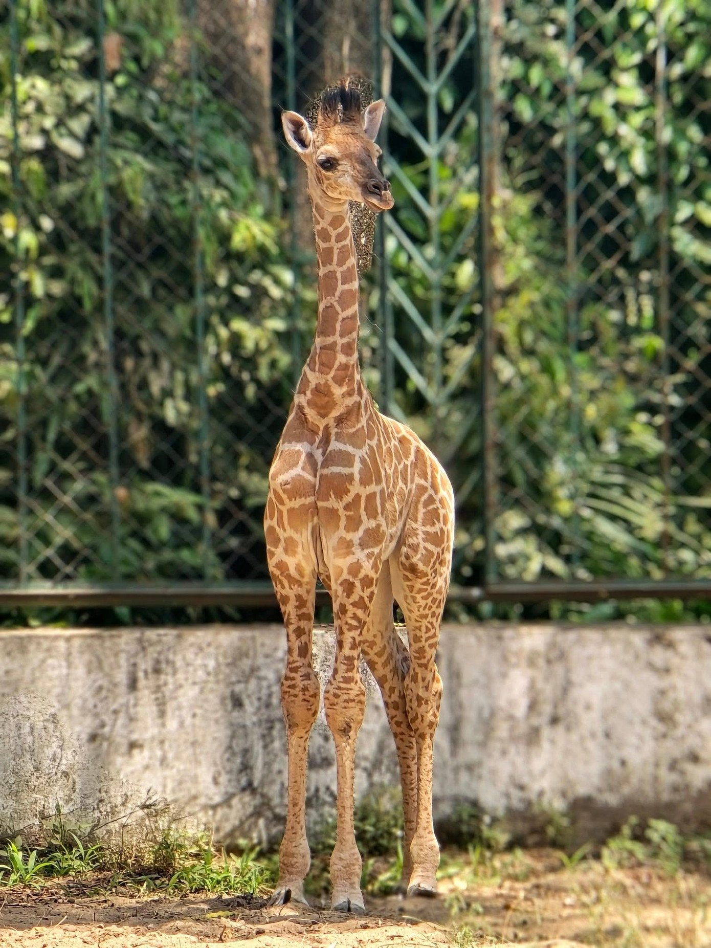 Hươu cao cổ, gấu cũng được nhân giống thành công tại Thảo Cầm Viên (ảnh: TCV)
