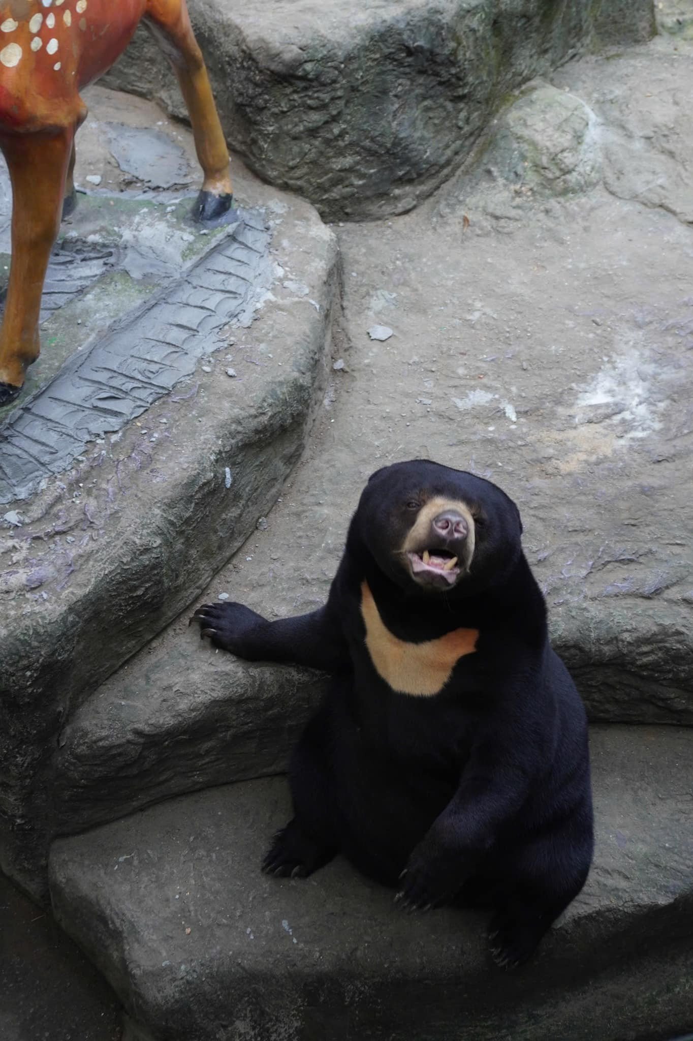 Hươu cao cổ, gấu cũng được nhân giống thành công tại Thảo Cầm Viên (ảnh: TCV)