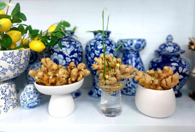 Ba bình gừng của chị Thủy trưng trong cửa hàng để hút tài lộc. Ảnh: NVCC