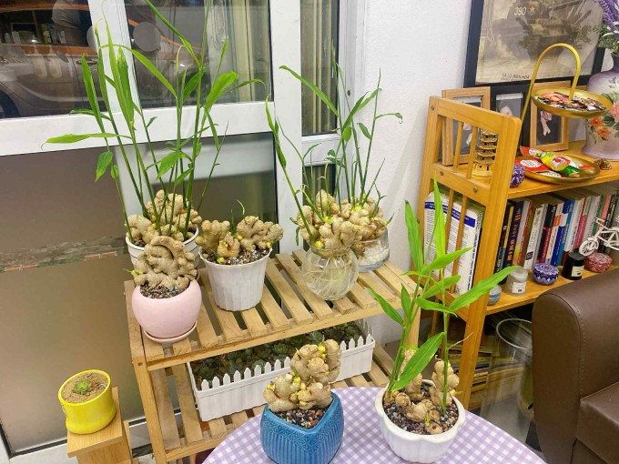 Hà trồng gừng trên cả đất, sỏi và thủy sinh, tất cả đều thành công. Ảnh: NVCC