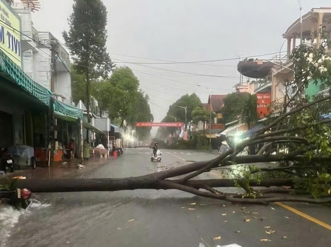 Khu vực Phú Giáo, TP HCM mưa to kèm gió giật mạnh, cây ngã đổ la liệt - 1