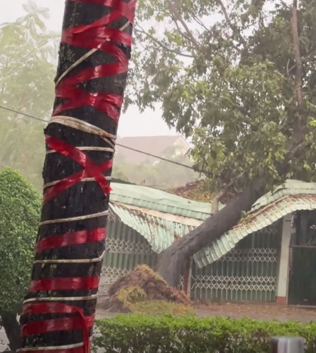 Khu vực Phú Giáo, TP HCM mưa to kèm gió giật mạnh, cây ngã đổ la liệt - 3