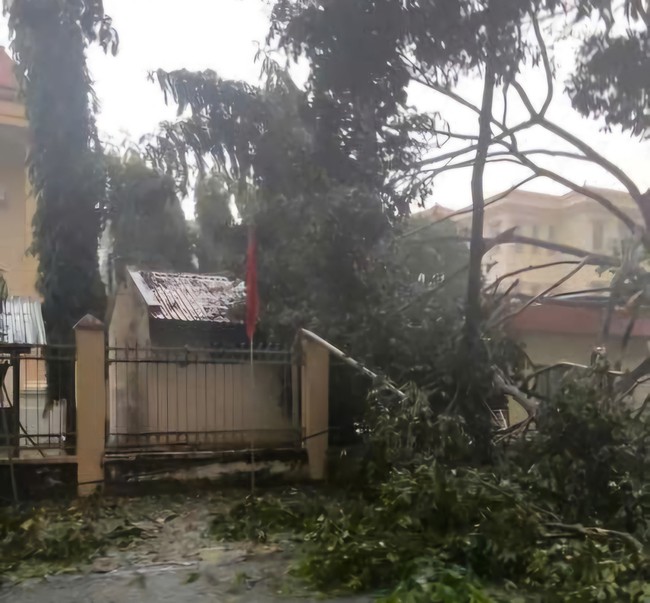 Khu vực Phú Giáo, TP HCM mưa to kèm gió giật mạnh, cây ngã đổ la liệt - 2