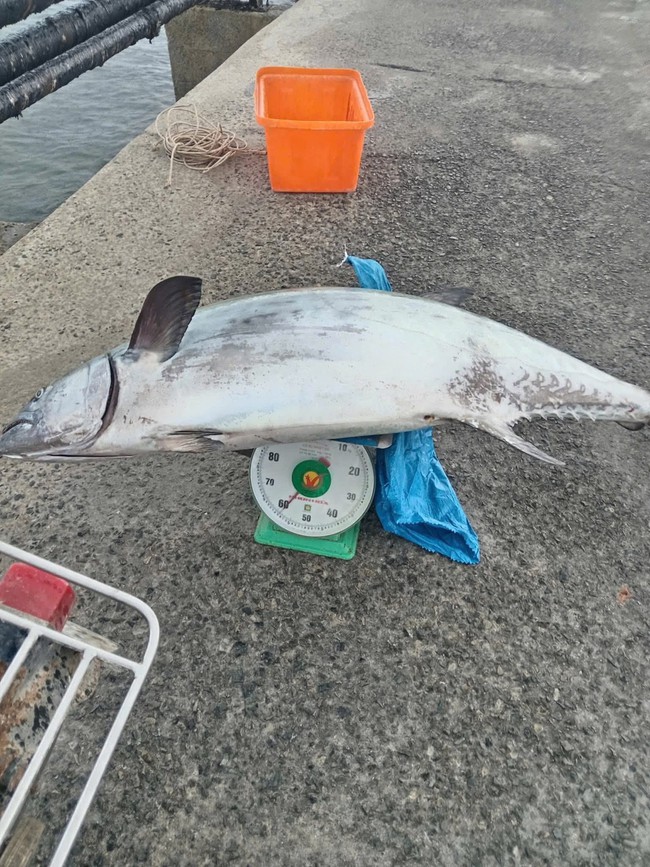 Cá thu cân nặng gần 60kg, hiếm gặp