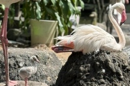 Những 'bé' thú quý hiếm chào đời ở Thảo Cầm Viên Sài Gòn