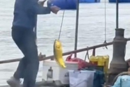 Người đàn ông câu được con cá vàng trị giá 74 triệu đồng trên biển