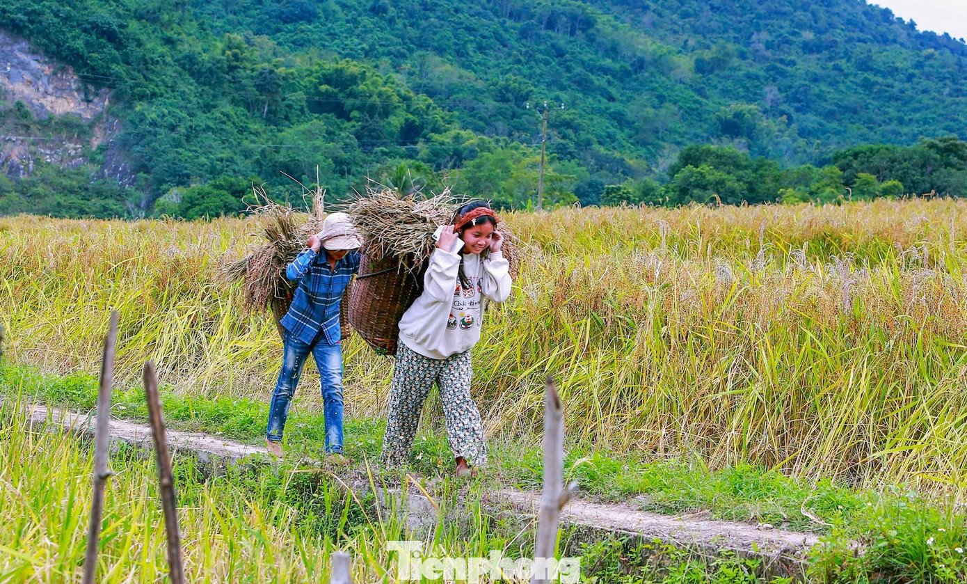 Hình ảnh bình yên của người dân vùng biên xứ Thanh mùa gặt.