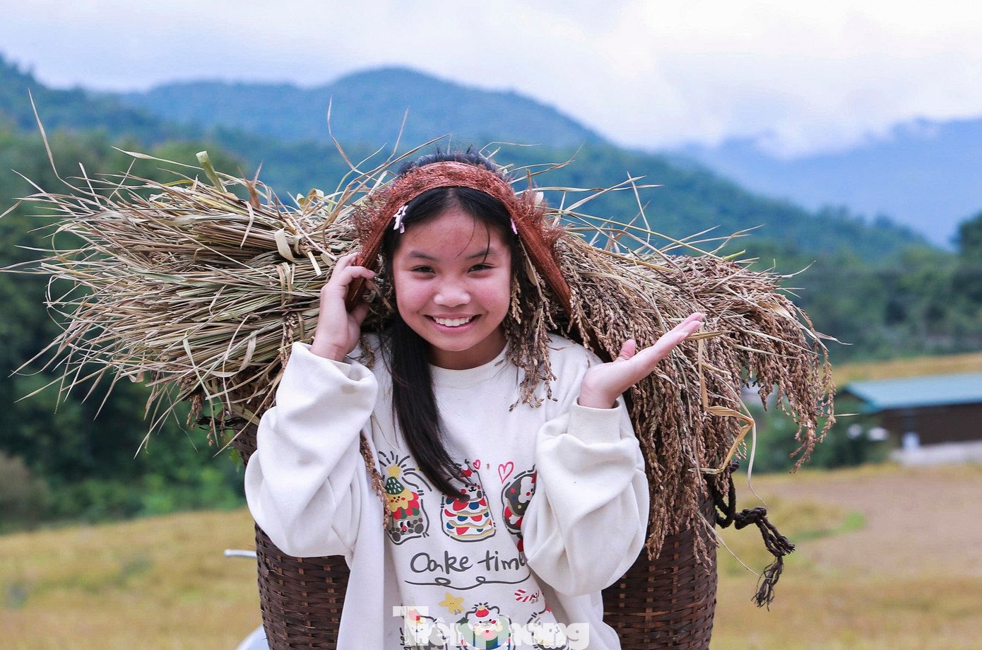 Hình ảnh bình yên của người dân vùng biên xứ Thanh mùa gặt.