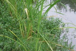 Thị trường - Tiêu dùng - Cây mọc bờ mương mỗi năm chỉ có một mùa, dân trồng đếm cây tính tiền, 9 tháng là "hốt bạc"