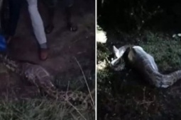 Bắt được con trăn khổng lồ dài 3,7 mét, nặng 50kg