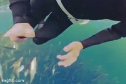 Bạn trẻ - Cuộc sống - Khoảnh khắc thợ lặn suýt bị cá voi nuốt chửng