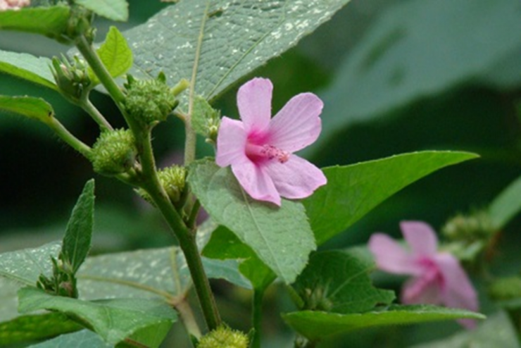 Ké hoa đào là cây mọc hoang ở nhiều nơi. Ảnh minh họa.