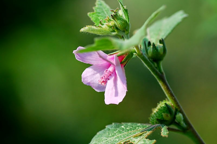 Loài cây "đáng ghét" trong mắt nông dân, nước ngoài bán nửa triệu/kg - 2