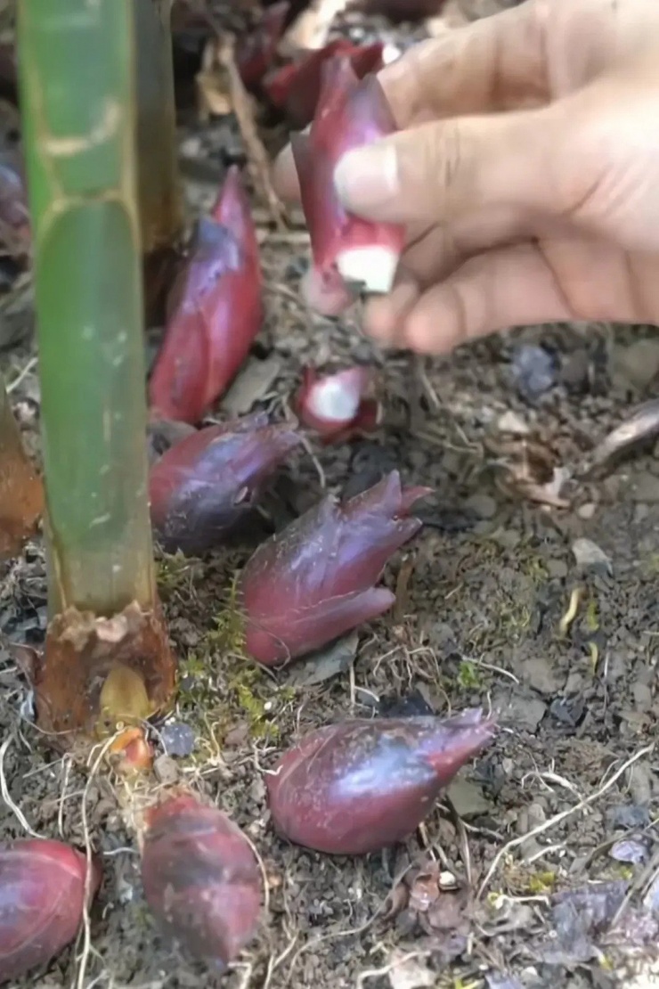 Ở Việt Nam, loại rau chồi gừng này mọc nhiều trên núi ở vùng Tây Bắc, được người Mông gọi là "Chí Cống".