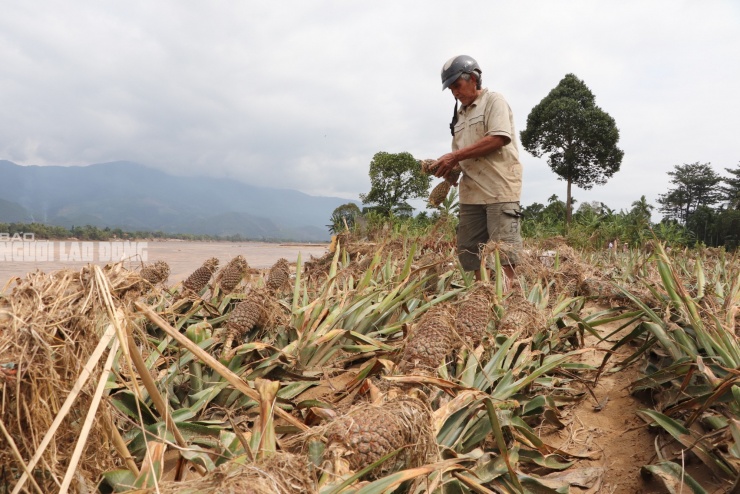 2 sào thơm của ông Võ Ngọc Huệ mất trắng