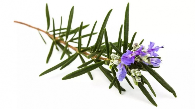 Hương thảo giúp cải thiện tâm trạng.