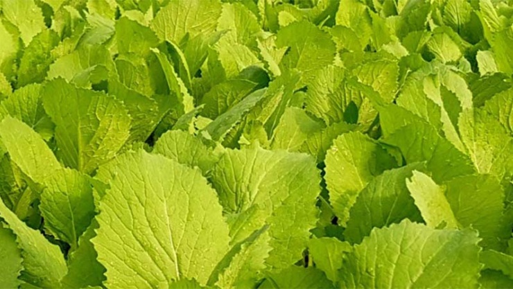 Loại rau giúp xương chắc khỏe, hỗ trợ phòng ngừa ung thư, bán đầy ở chợ Việt, chế biến nhiều món ngon - 2