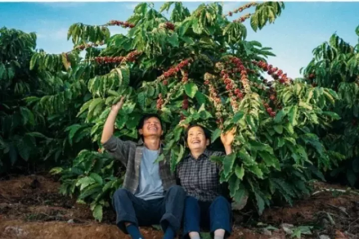 Tây Nguyên tháng 11: Mùa hoa dã quỳ, cà phê chín và biển mây trắng