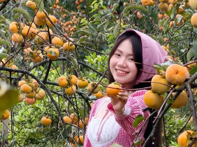 Mộc Châu mùa hồng chín, ai đến cũng ngẩn ngơ